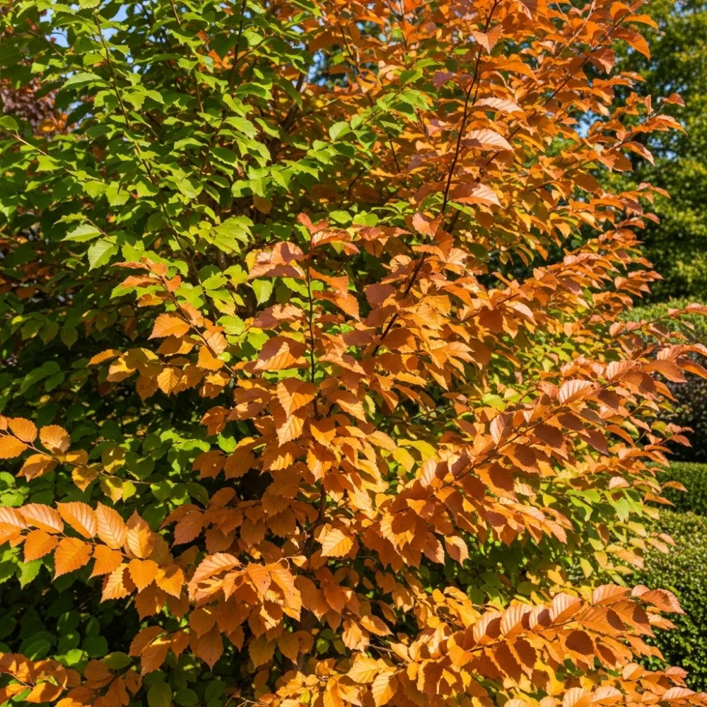 100-125cm Common Hornbeam Hedging | Carpinus betulus | Bare Root - Image 2