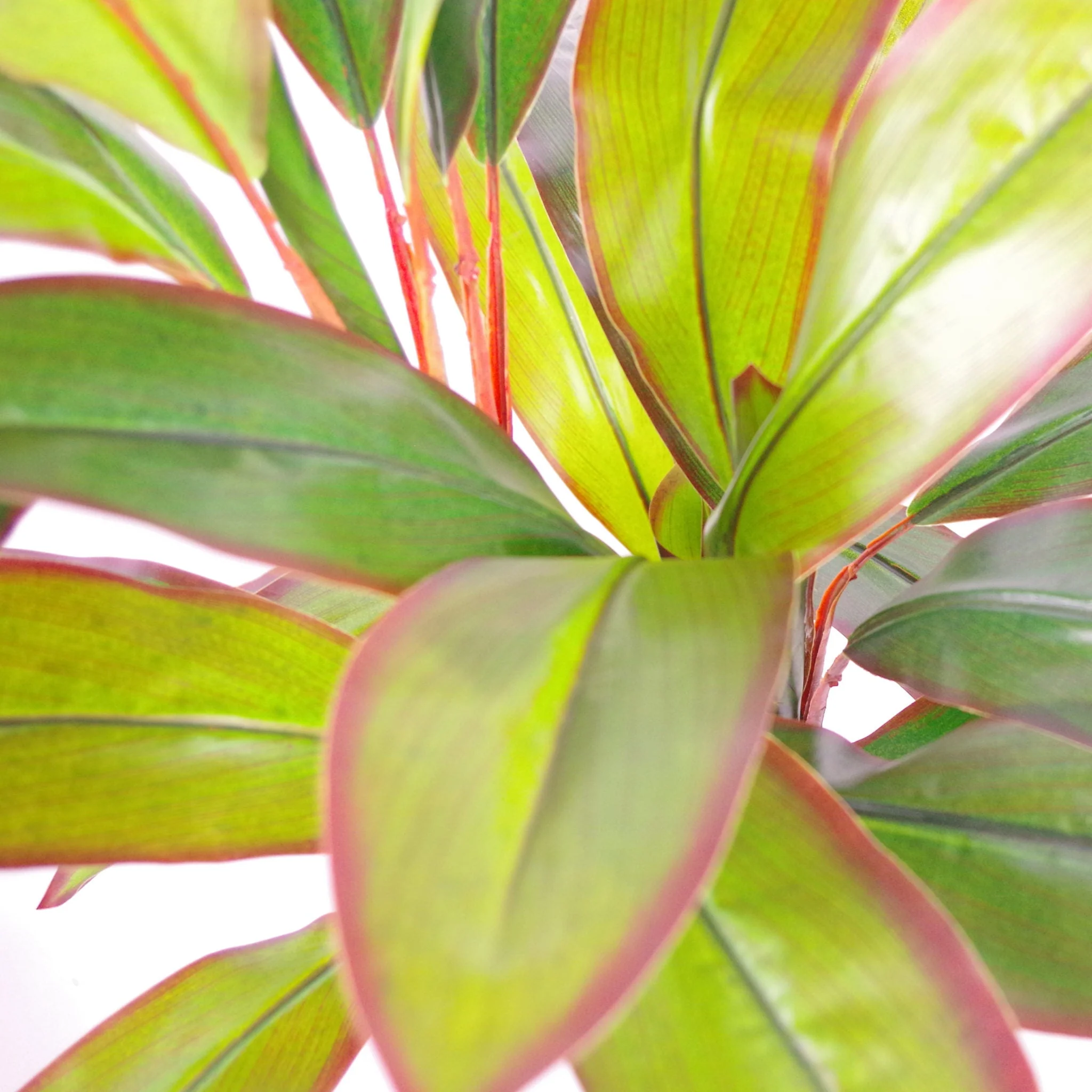 100cm Artificial Potted Dracaena Tropical Plant with Silver Metal Plater - Image 2
