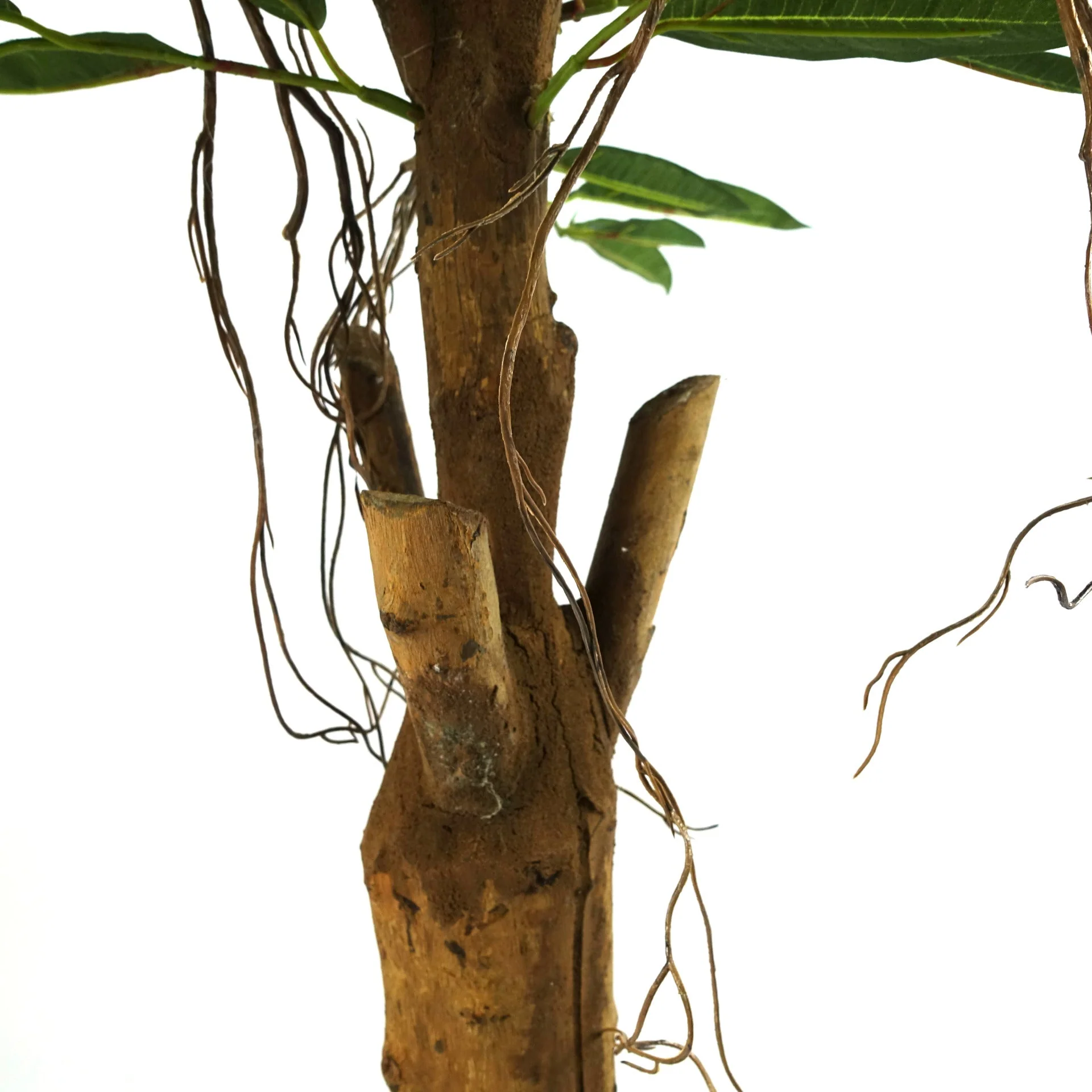 100cm Longifolia Ficus Tree Artificial Natural Trunk - Image 4