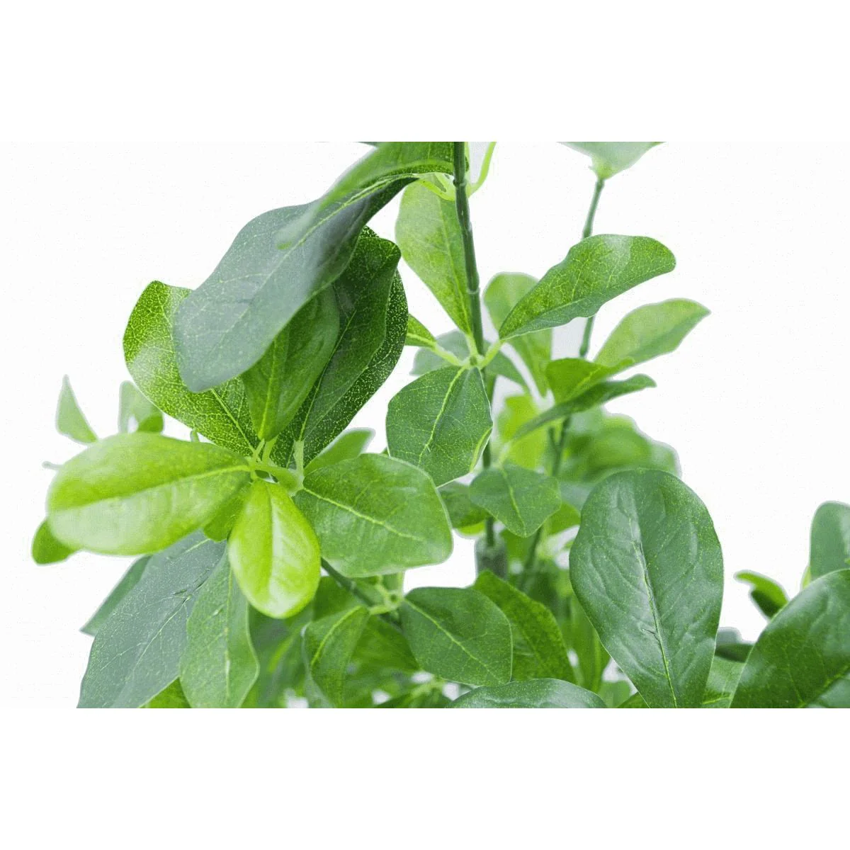 102cm Geranium Aralia (Polyscias Guilfoylei) Artificial Plant Tree - Image 2