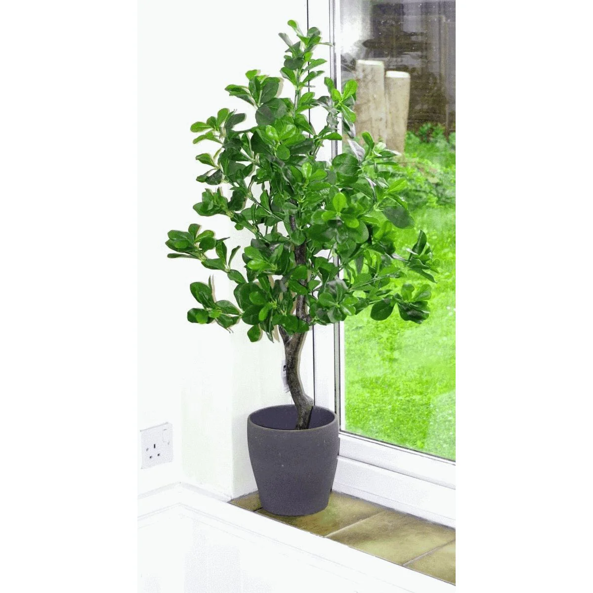 102cm Geranium Aralia (Polyscias Guilfoylei) Artificial Plant Tree - Image 3