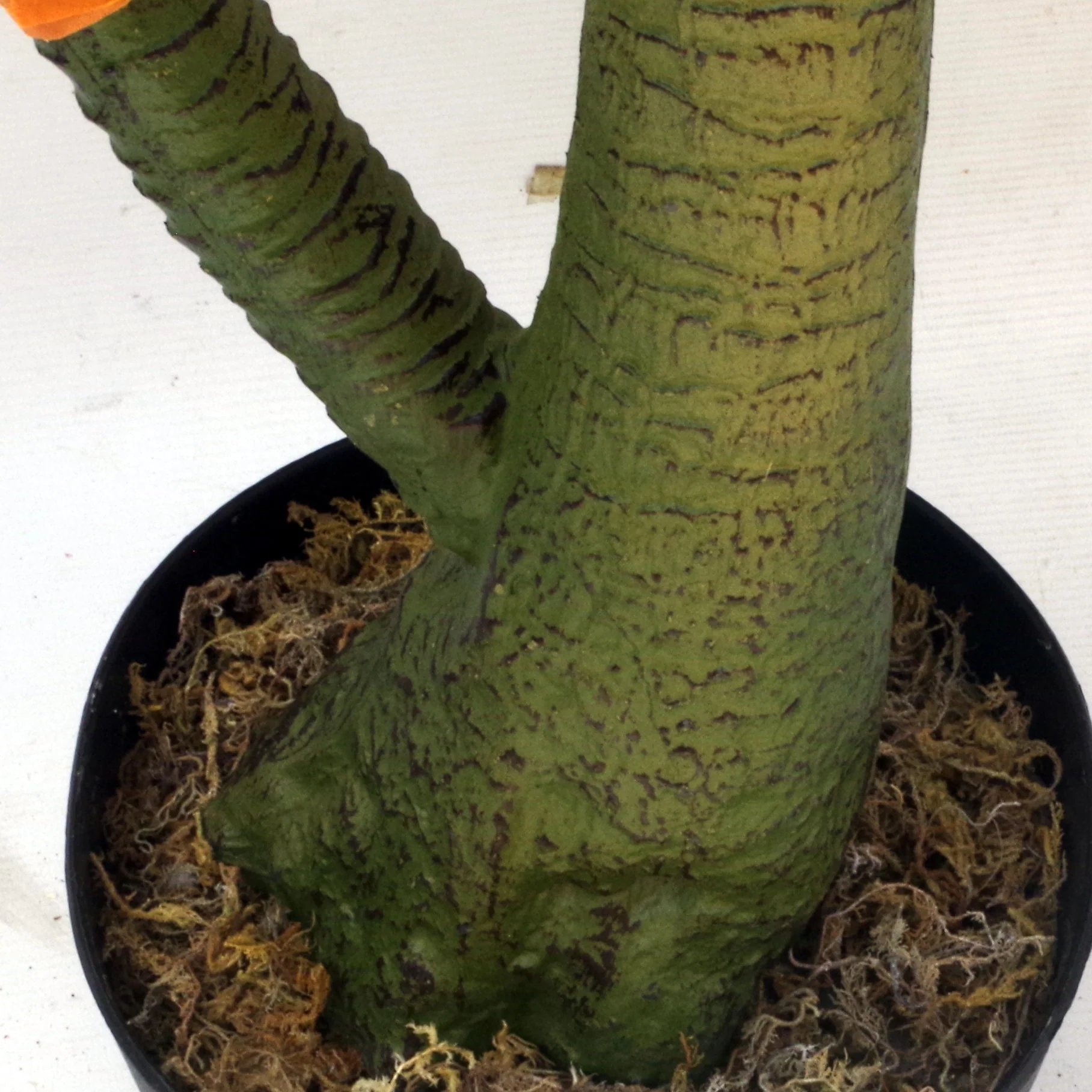 110cm Artificial Dracaena Nolina Recurvata Palm Tree - Image 2