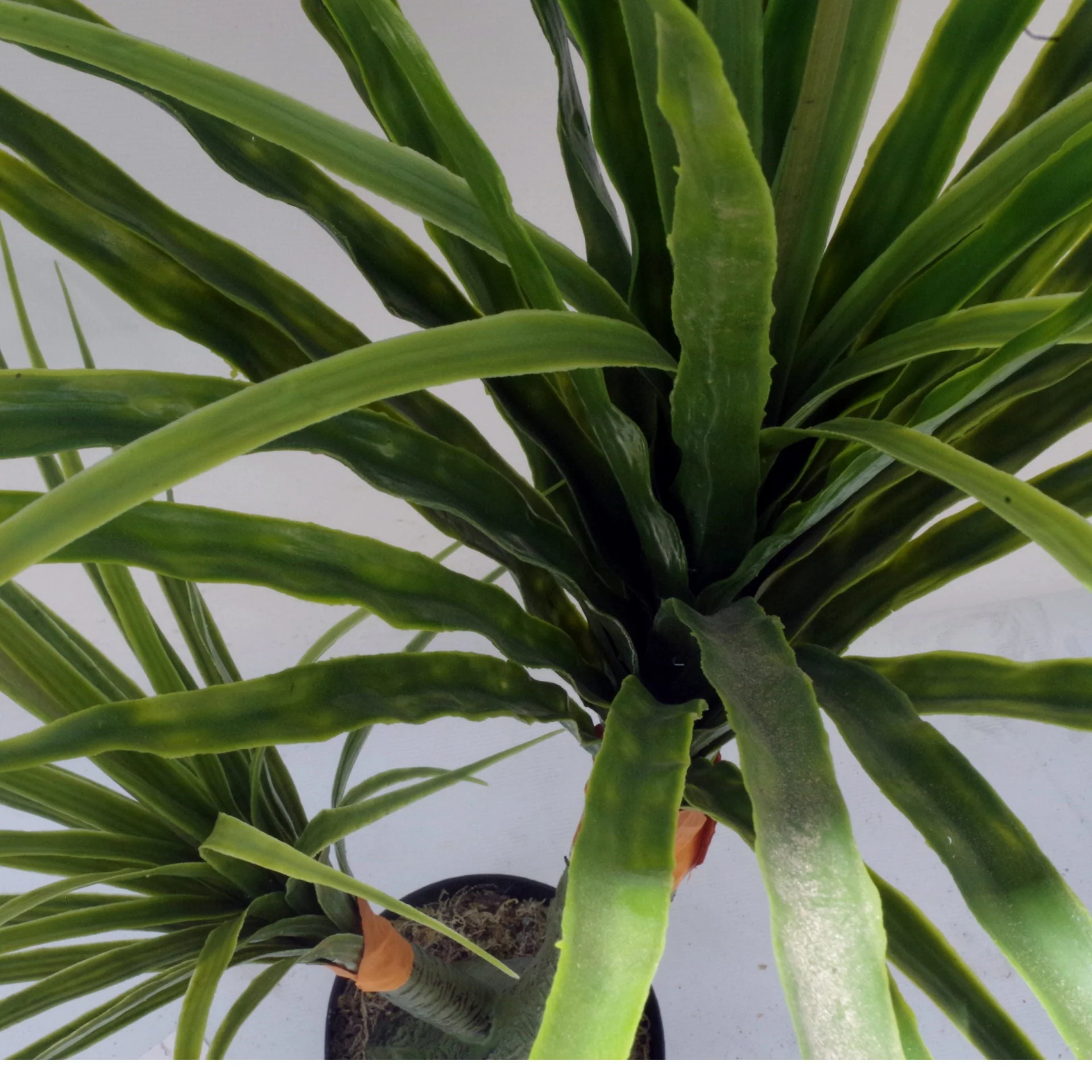 110cm Artificial Dracaena Nolina Recurvata Palm Tree - Image 3