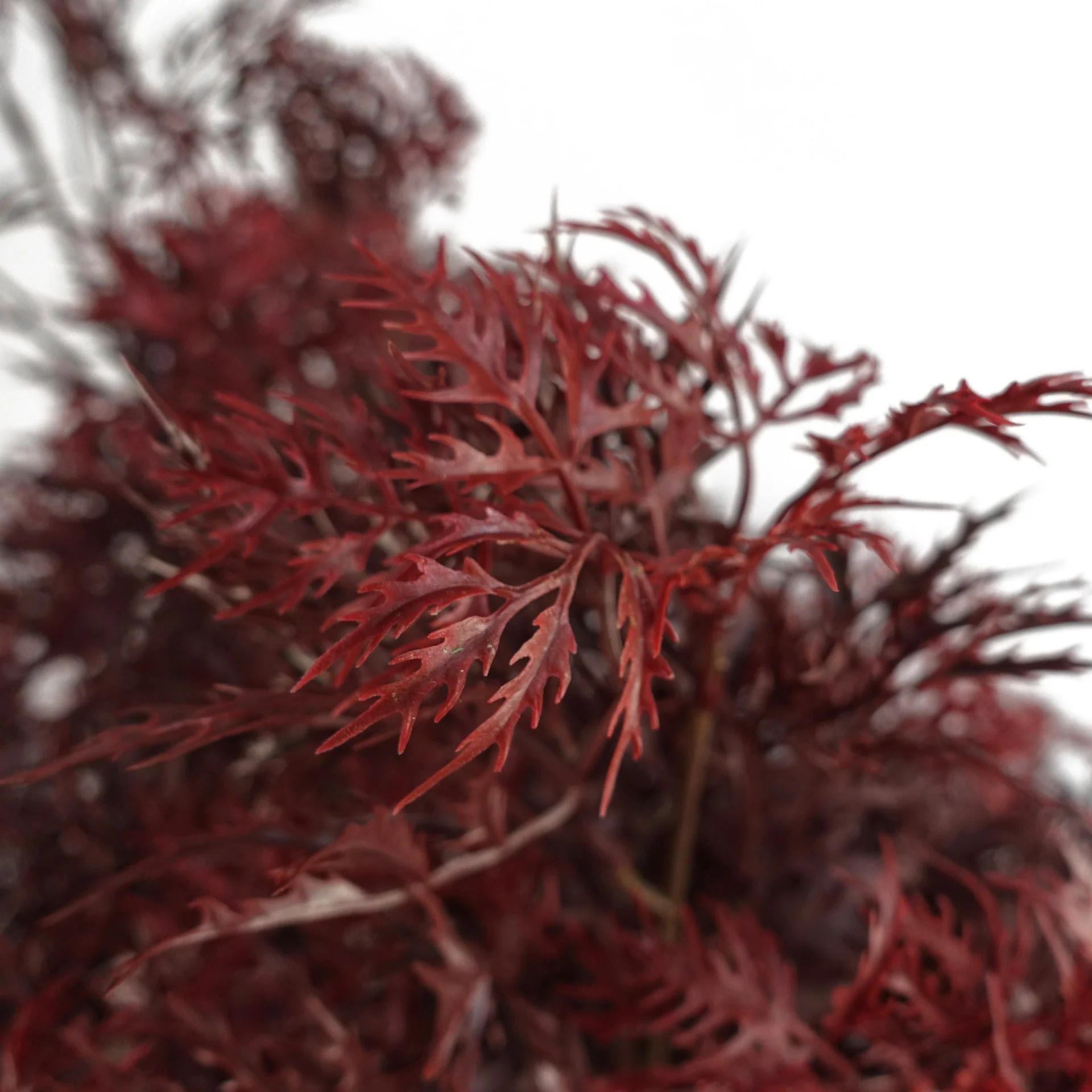 120cm Red Aralia Tree Artificial UV Resistant Outdoor - Image 3