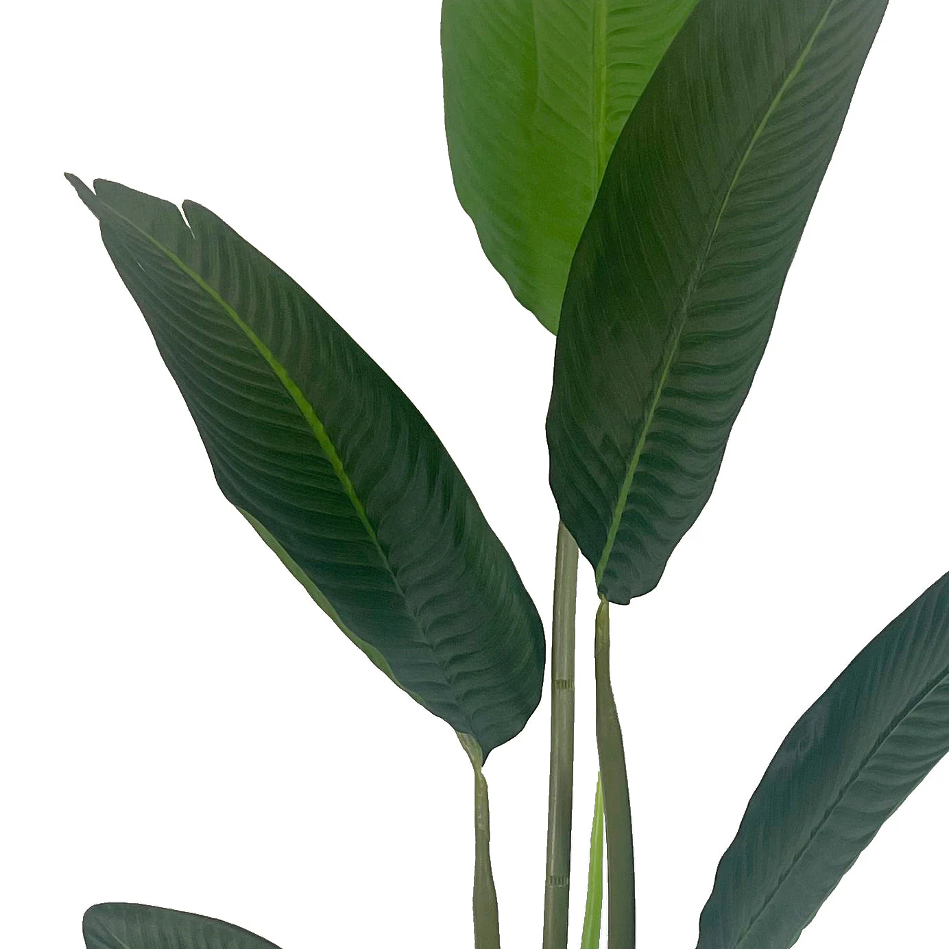 120cm UV Traveller Banana Palm Tree - Image 3