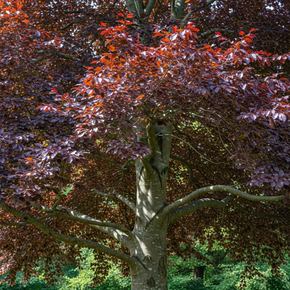 125-150cm Purple Beech Hedging | Fagus sylvatica 'Purpurea' | Bare Root - Image 6