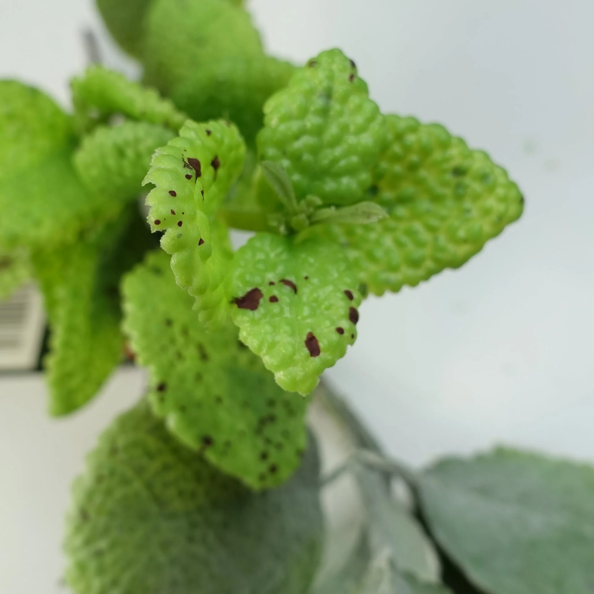 125cm Artificial Hanging Trailing Mint Leaf Garland Plant - Image 4