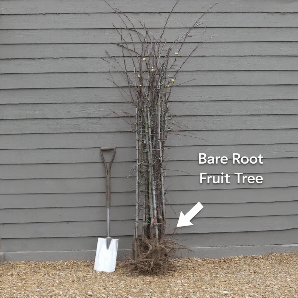 13ft Standard 'Victoria' Plum Tree | Mature Bare Root | 8/10cm Girth - Image 12
