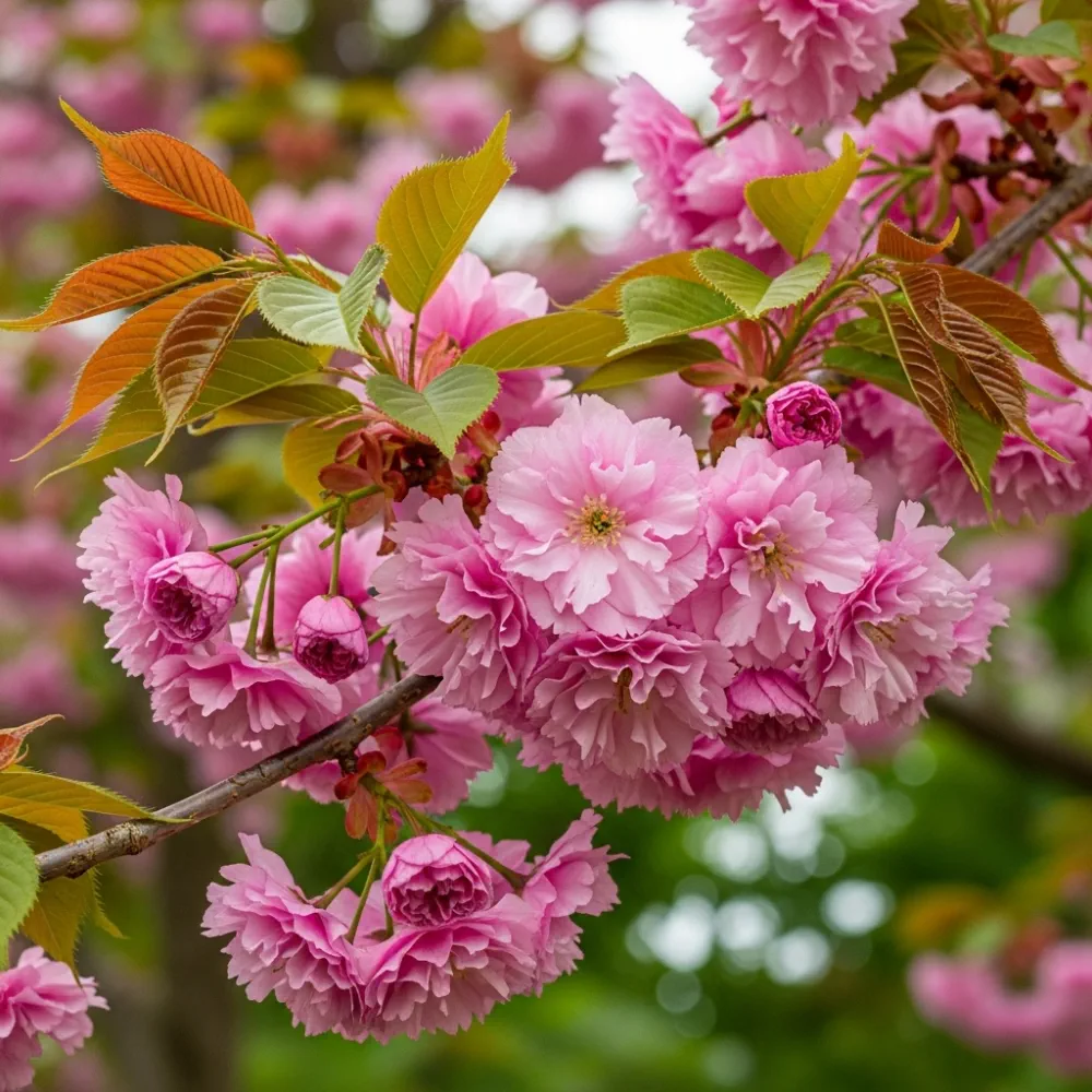 14ft 'Kanzan' Cherry Blossom Tree | Mature Heavy Standard Rootballed Tree | 12/14cm Girth - Image 4