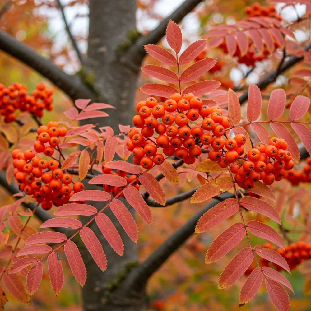 14ft Standard Mountain Ash Tree | Mature Bare Root Sorbus Aucuparia | 8/10cm Girth - Image 8