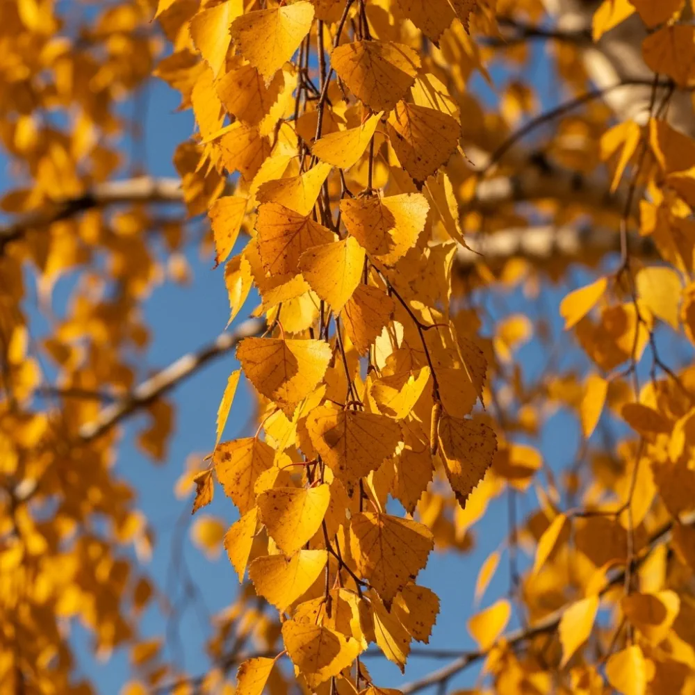 15ft Heavy Standard Silver Birch Tree | Betula Pendula | 12/14cm Girth | Grown in 40L Airpot - Image 4