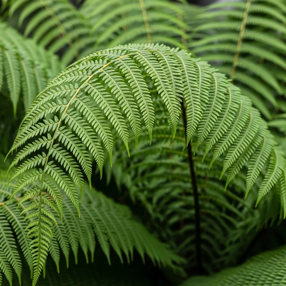 1ft Hardy Tree Fern | Dicksonia antarctica - Image 3