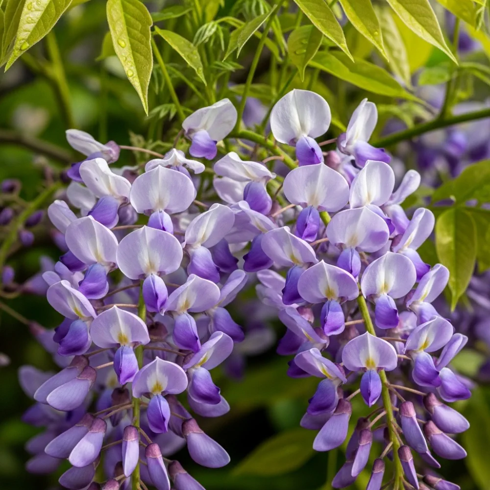 2 Wisteria 'Lavender Lace' | 2L Pots - Image 2