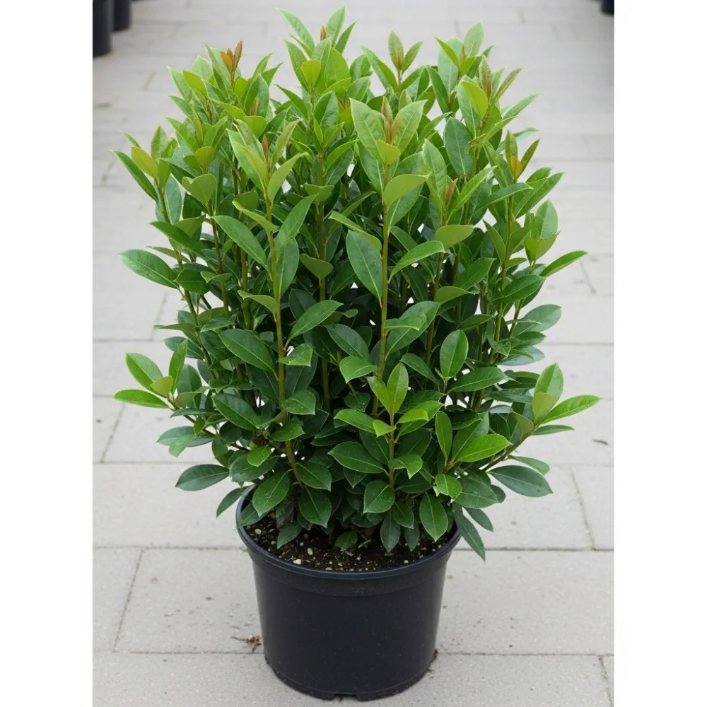 20cm Cherry Laurel | Prunus Laurocerasus 'Rotundifolia' | 9cm Pot