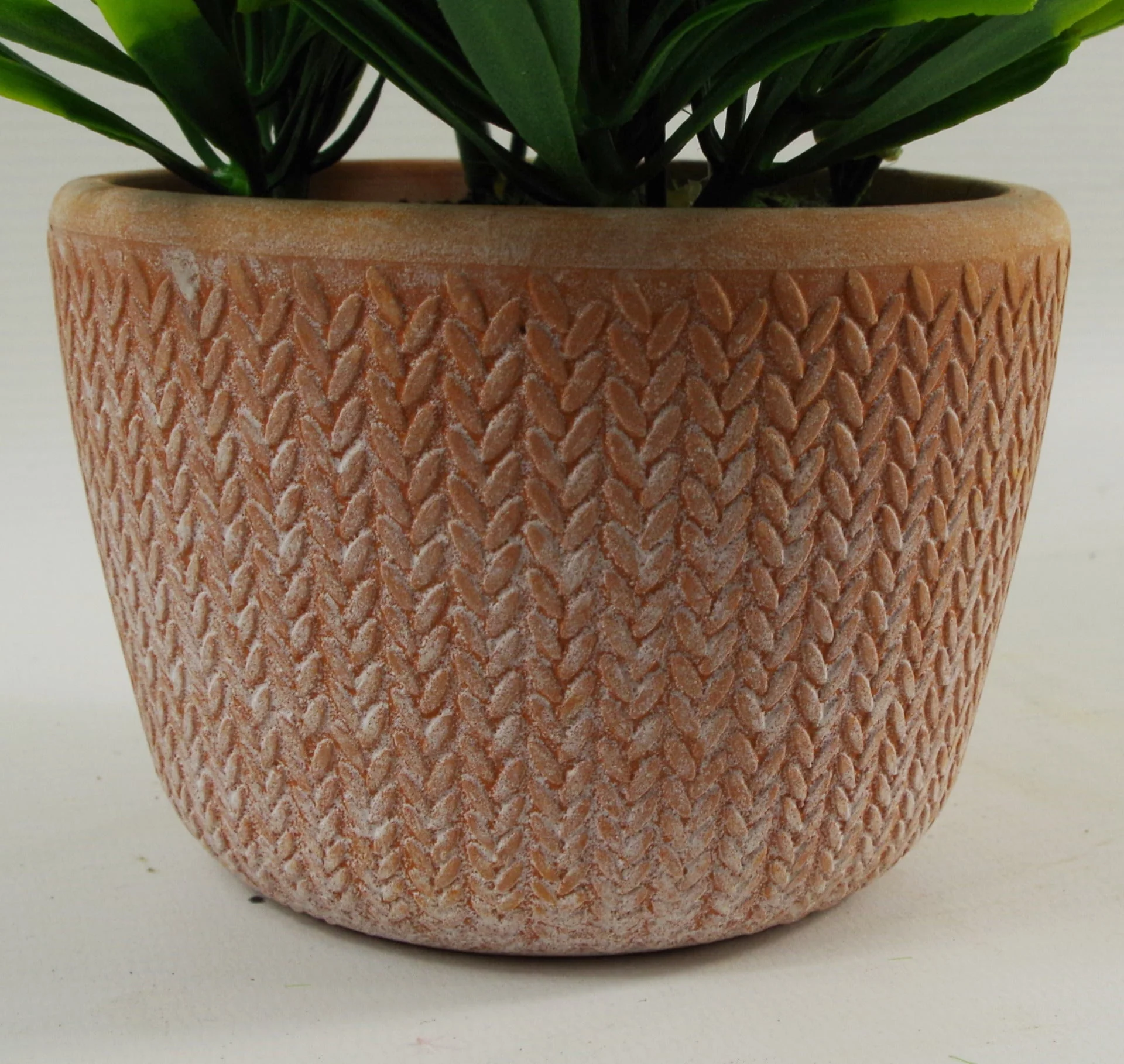 22cm Honey Plant Light Green in Terracotta Pot - Image 2