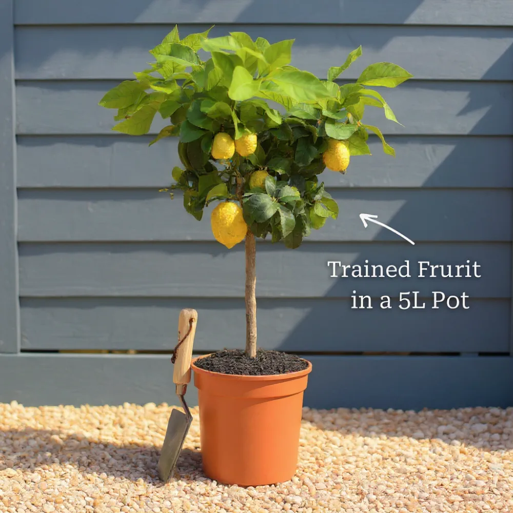 2.5ft 'Arcobal' Patio Orange Tree | 5L Pot - Image 3