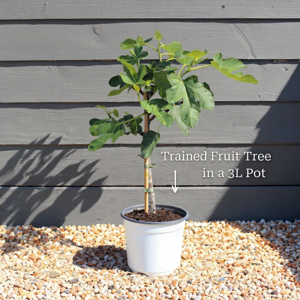 2ft Calamondin Orange Tree | Citrus Calamondin | Patio Tree in a 3L Pot - Image 3