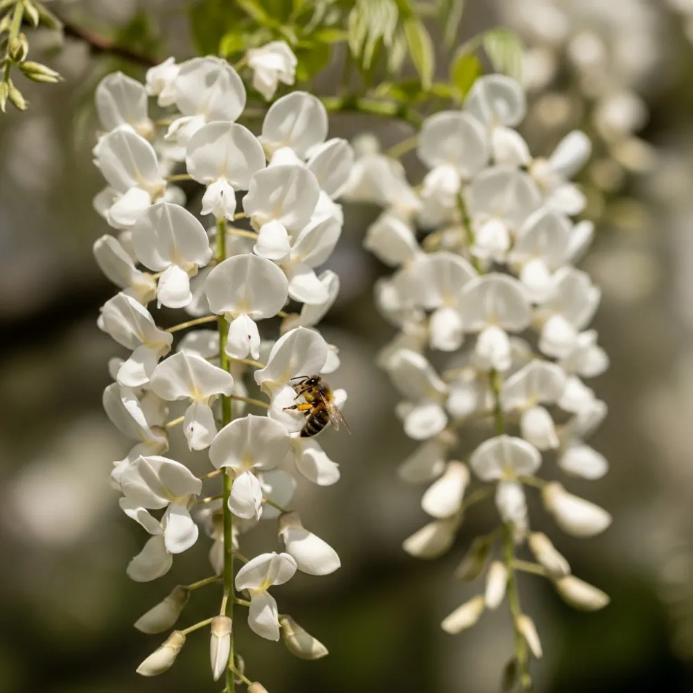 2ft Grafted White Japanese Wisteria | Wisteria floribunda 'Alba' | 2L Pot