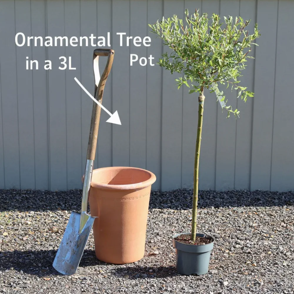 2ft Purple Japanese Maple Tree | Acer palmatum 'Atropurpureum' | 3L Pot - Image 8