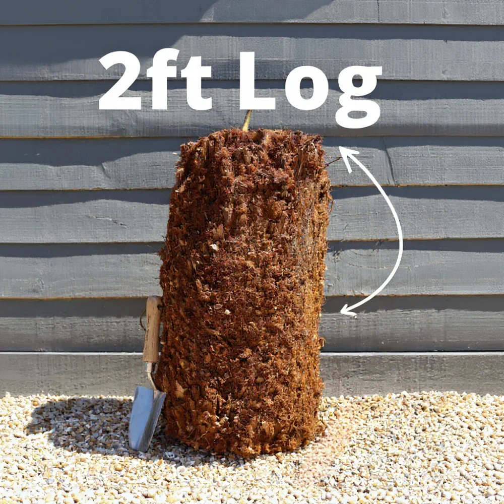 2ft Hardy Tree Fern | Dicksonia antarctica - Image 7