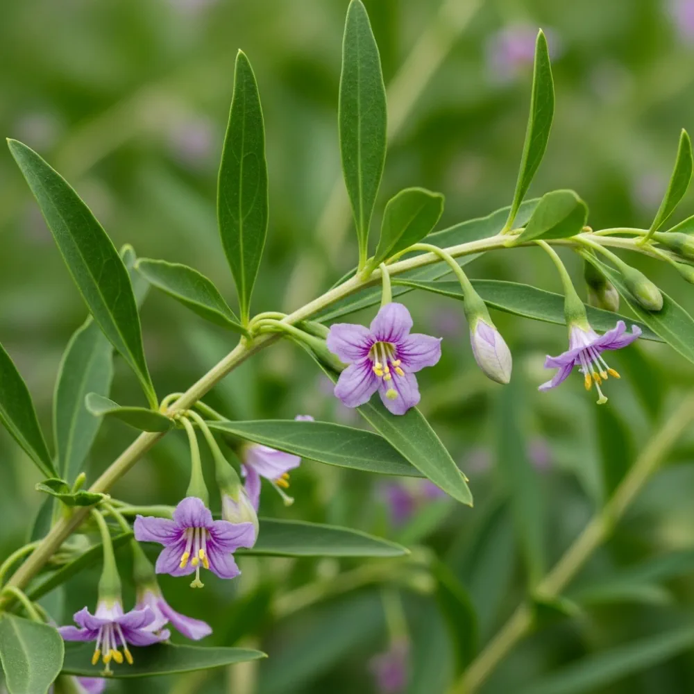 3 Goji Berry Plants | 2L Pots - Image 4