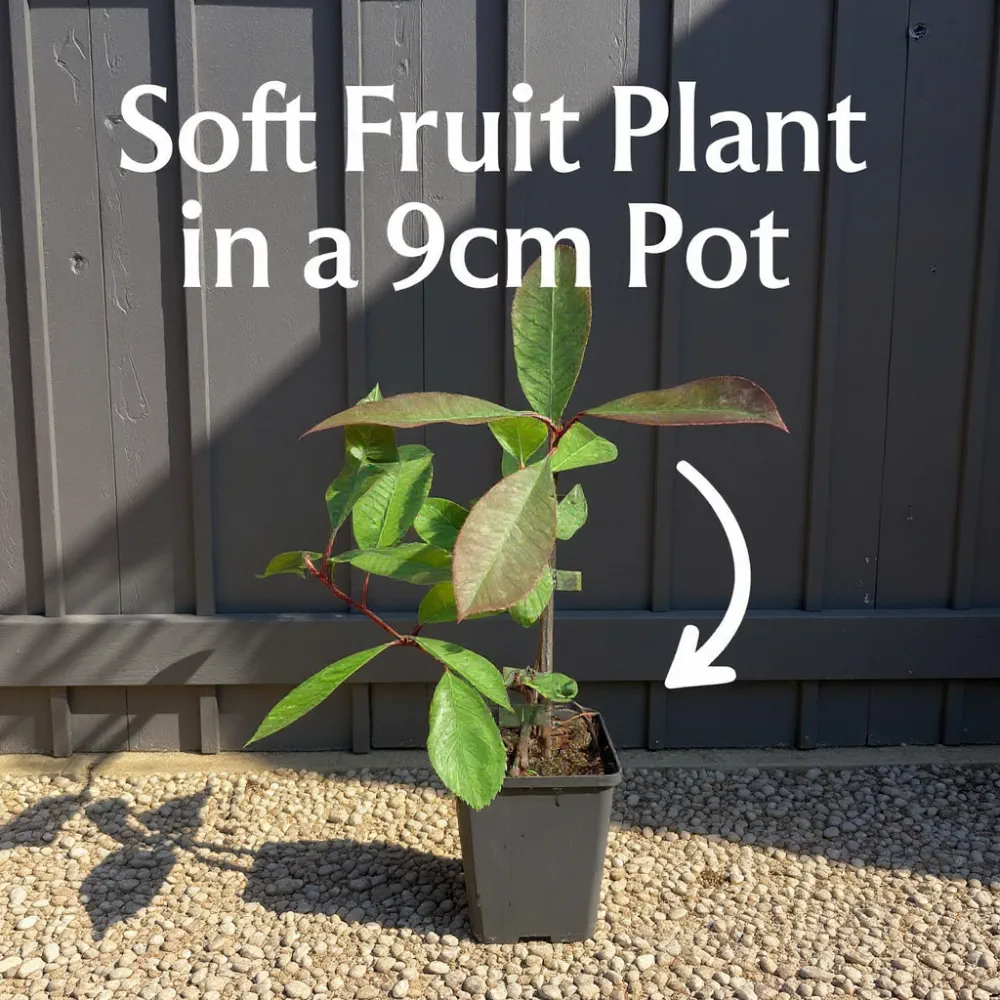 3 Thornless Loganberry Plants | 9cm Pots - Image 3