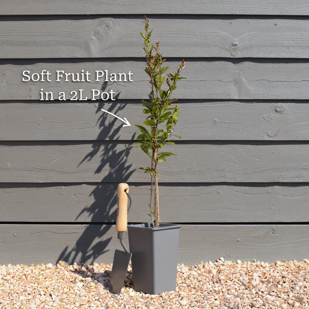 30cm 'Goldtraube Blueberry Bush | 2L Pot - Image 4