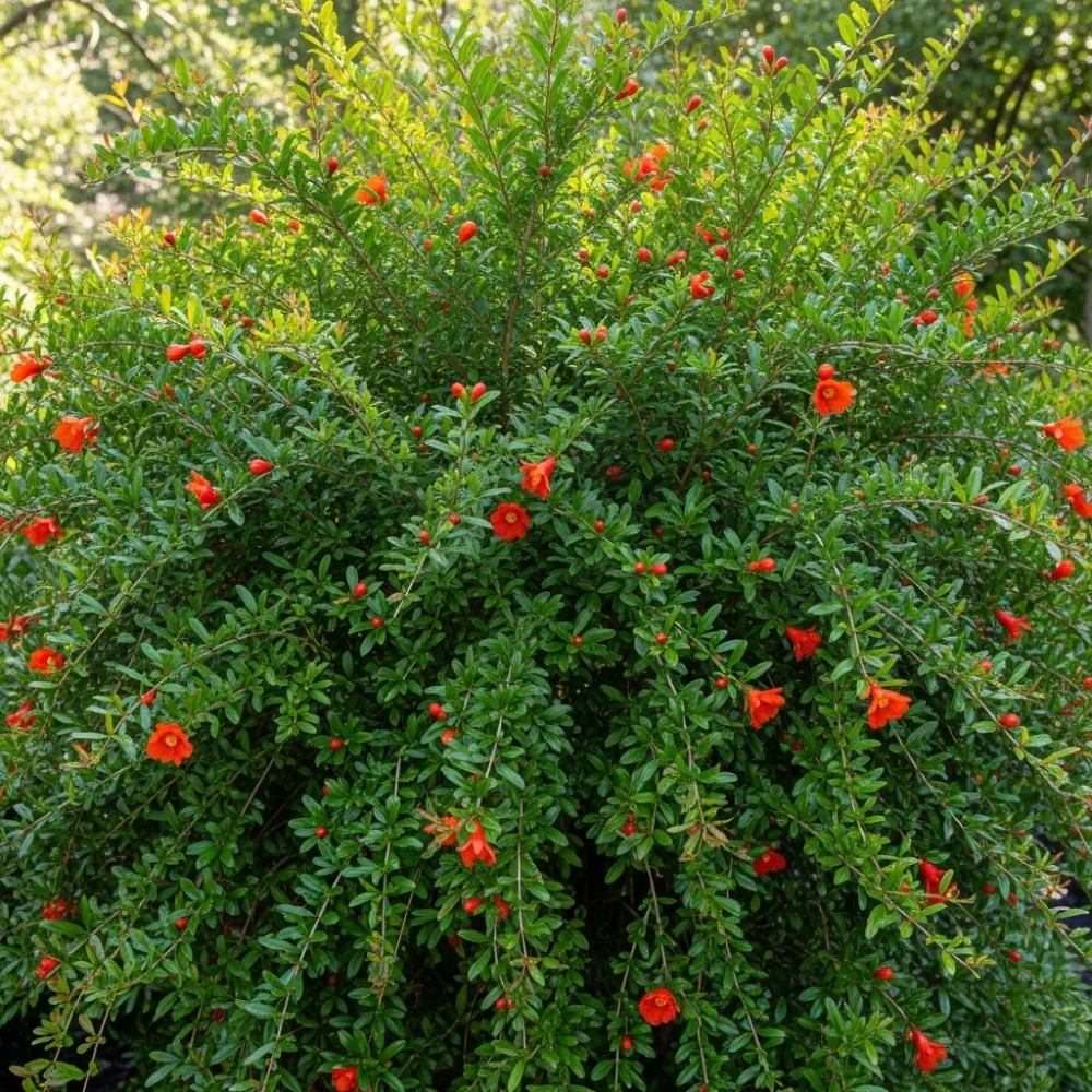 30cm 'Provence Pomegranate Bush | 3L Pot - Image 2