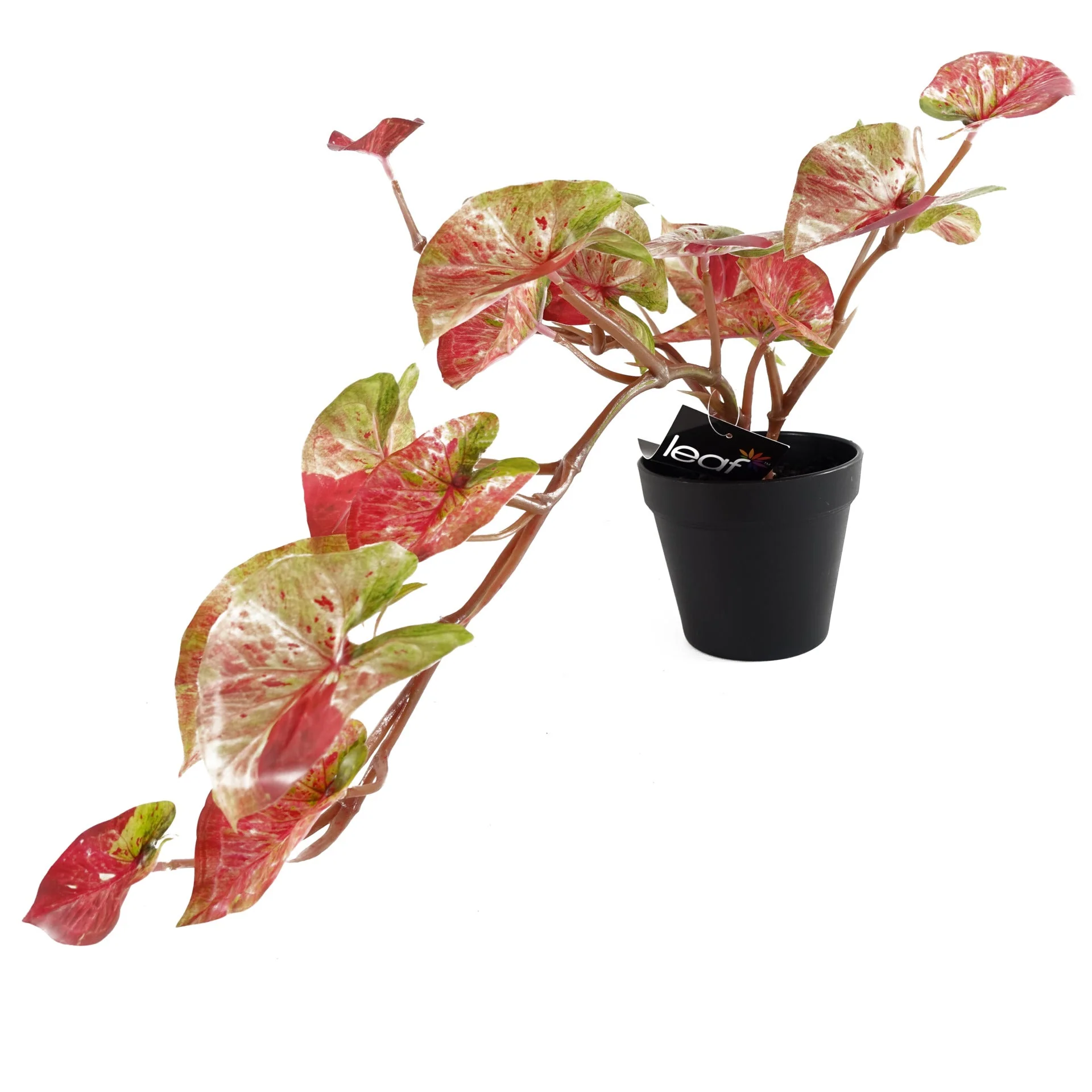 35cm Artificial Hanging Trailing Plant Pink Splash Caladium - Image 3