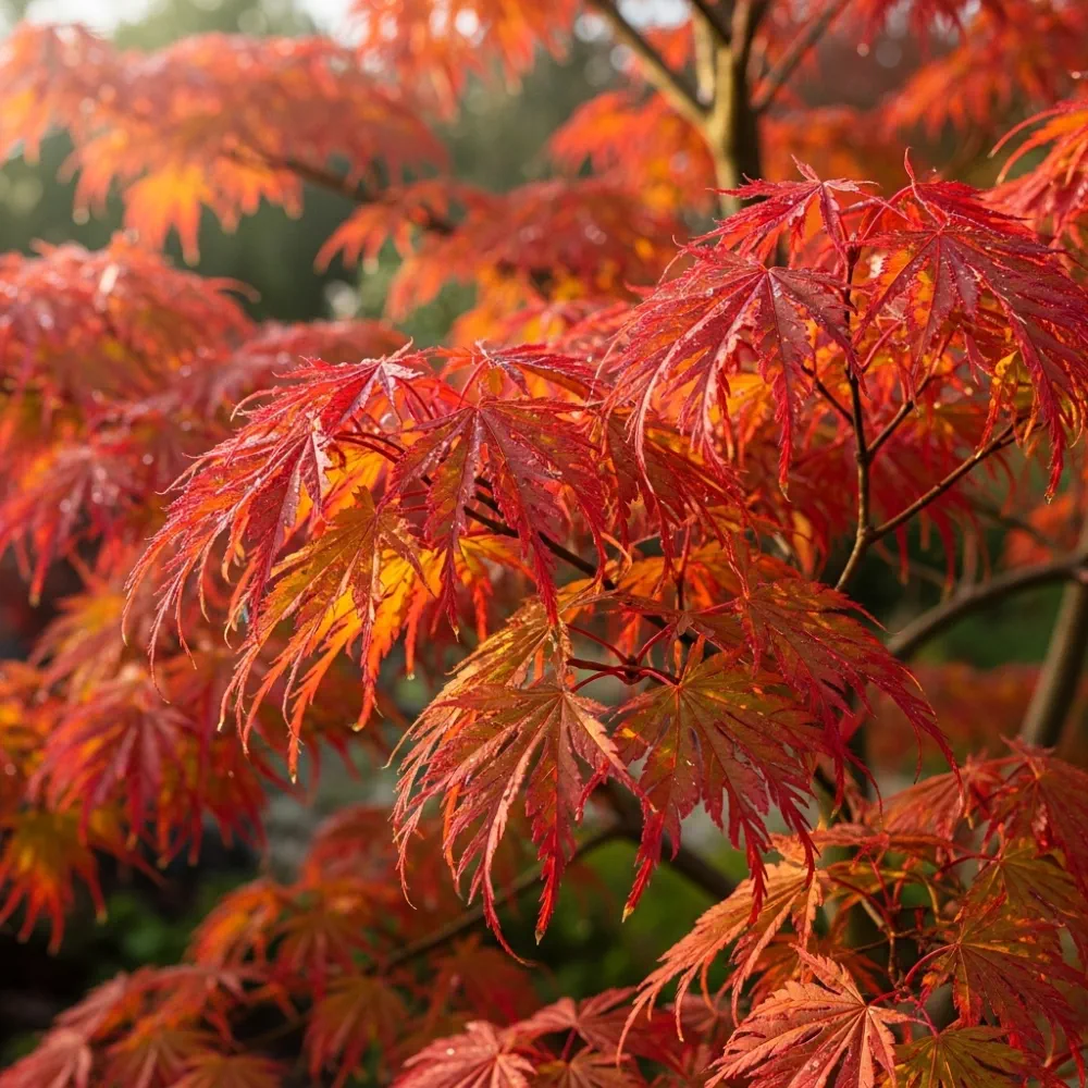 3ft Green Weeping Japanese Maple Tree | Acer palmatum 'Dissectum' | 5L Pot