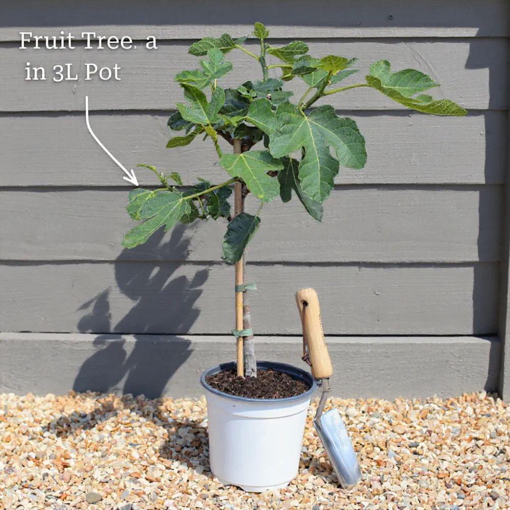 3ft 'Hall'sche Reissenuss' / 'Merveille de Bollwyller' Hazelnut Tree | 3L Pot - Image 6