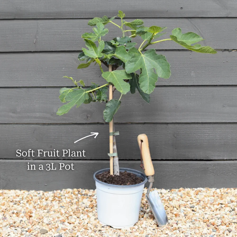 3ft Jonkheer van Tets' Redcurrant Plant in a 3L Pot - Image 9