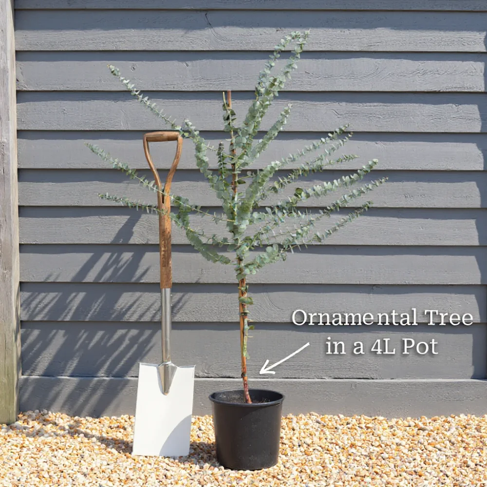 3ft Mini Standard Eucalyptus Tree | 4L Pot - Image 3