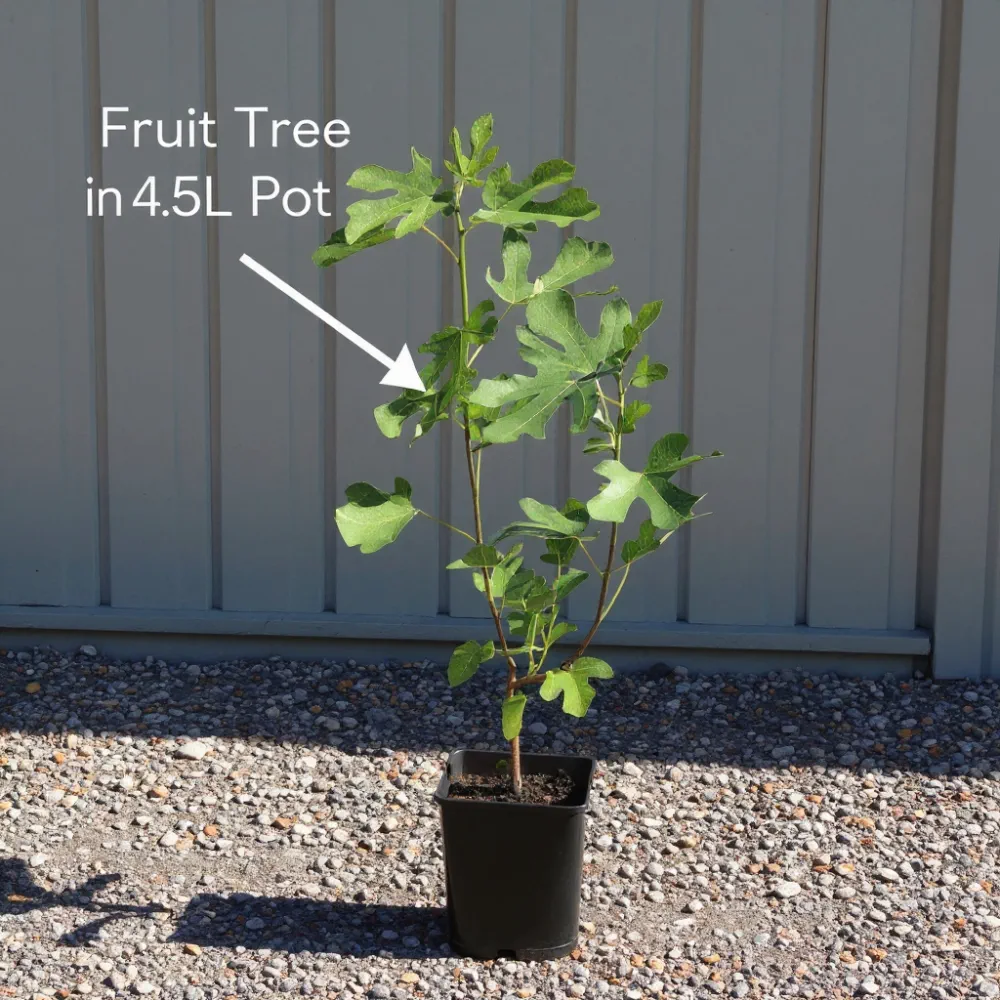 3ft 'Oullins Golden Gage' Plum Tree | 3L Pot - Image 6