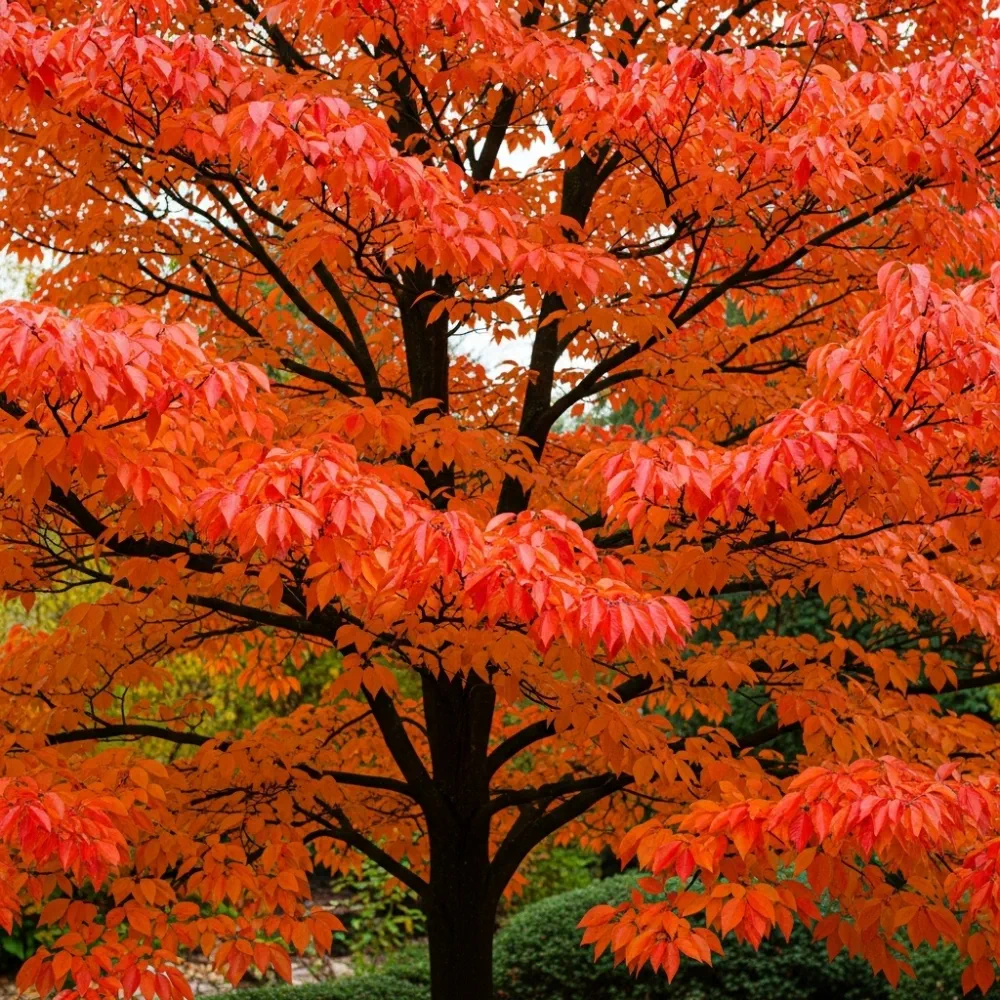 3ft Persian Ironwood Tree | Parrotia persica 'Vanessa' | 4.5L Pot - Image 2
