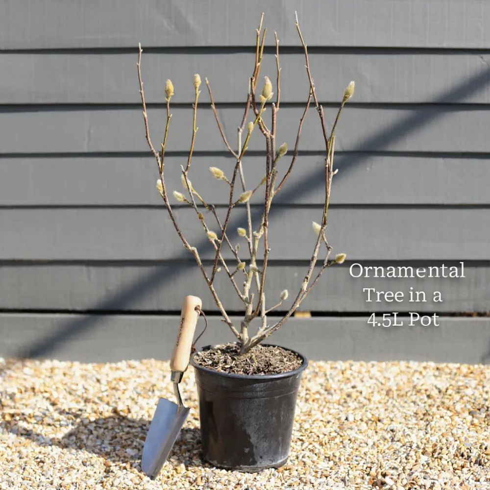 3ft Persian Ironwood Tree | Parrotia persica 'Vanessa' | 4.5L Pot - Image 4