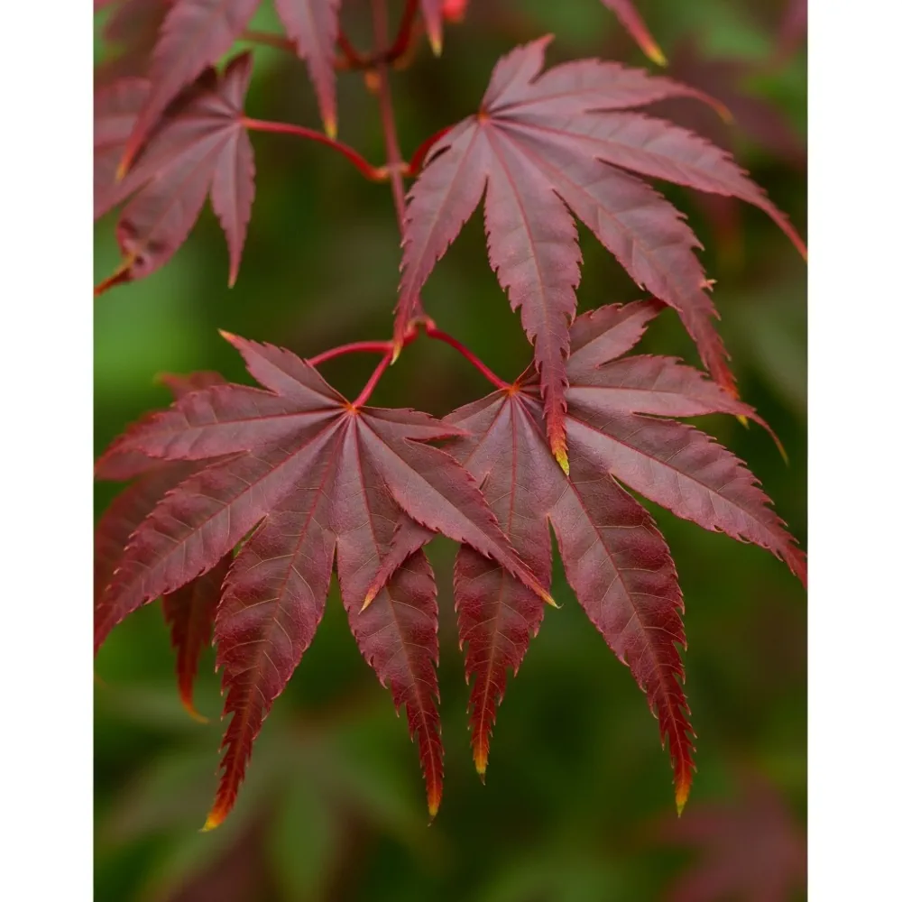 3ft Red Japanese Maple Tree | Acer palmatum 'Fireglow' | 5L Pot - Image 2