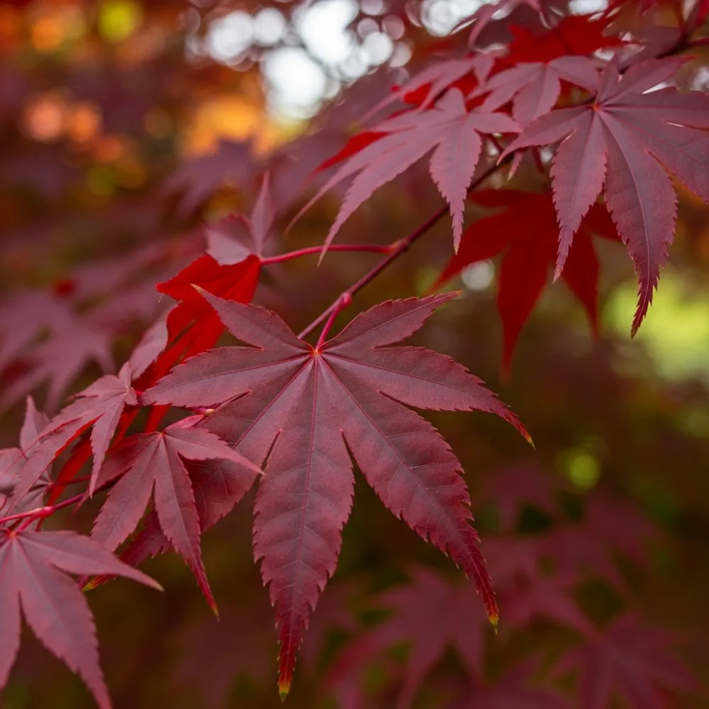 3ft Red Japanese Maple Tree | Acer palmatum 'Red Emperor' | 4L Pot