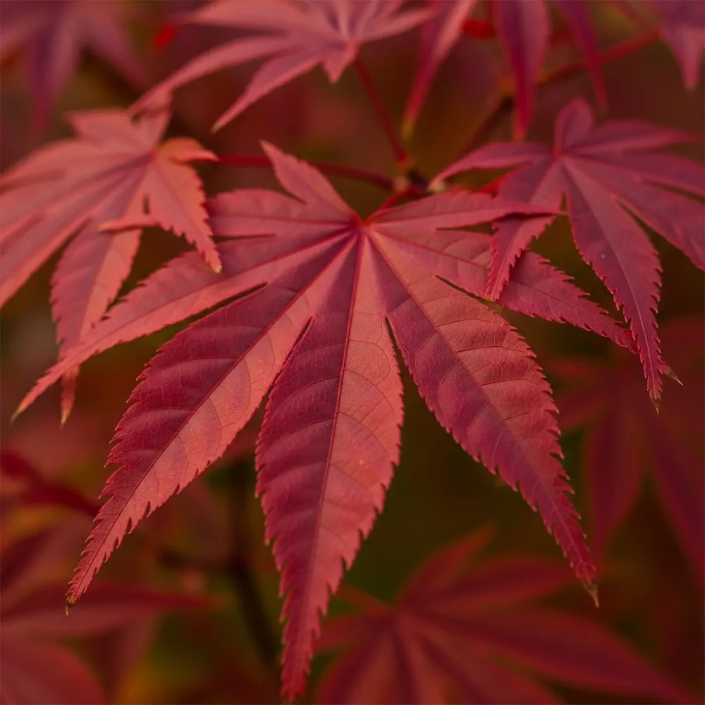 3ft Red Japanese Maple Tree | Acer palmatum 'Red Emperor' | 4L Pot - Image 4