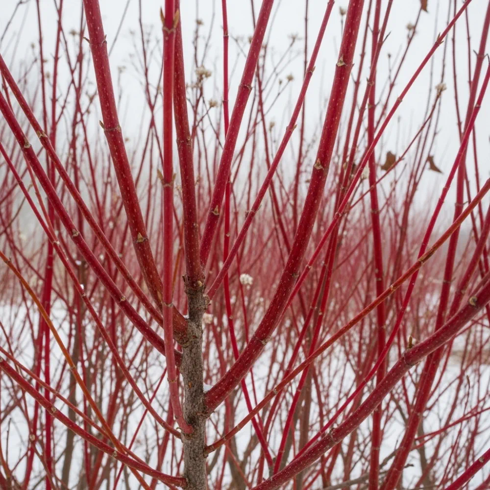 3ft Red-Stemmed Dogwood Hedging | Cornus alba | 4.5L Pot - Image 3