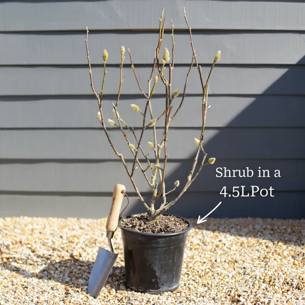 3ft Red-Stemmed Dogwood Hedging | Cornus alba | 4.5L Pot - Image 6