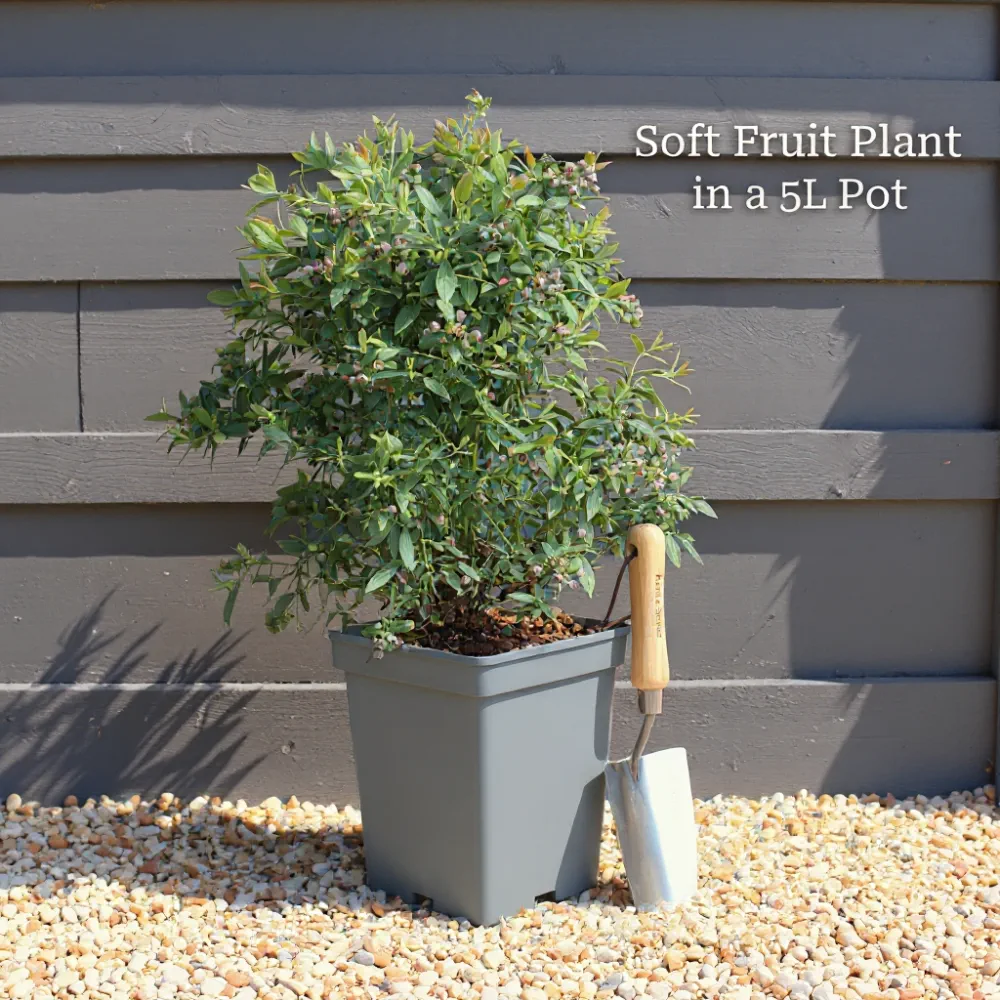 3ft Standard Hinnonmaki Red Gooseberry Bush | 5L Pot - Image 6