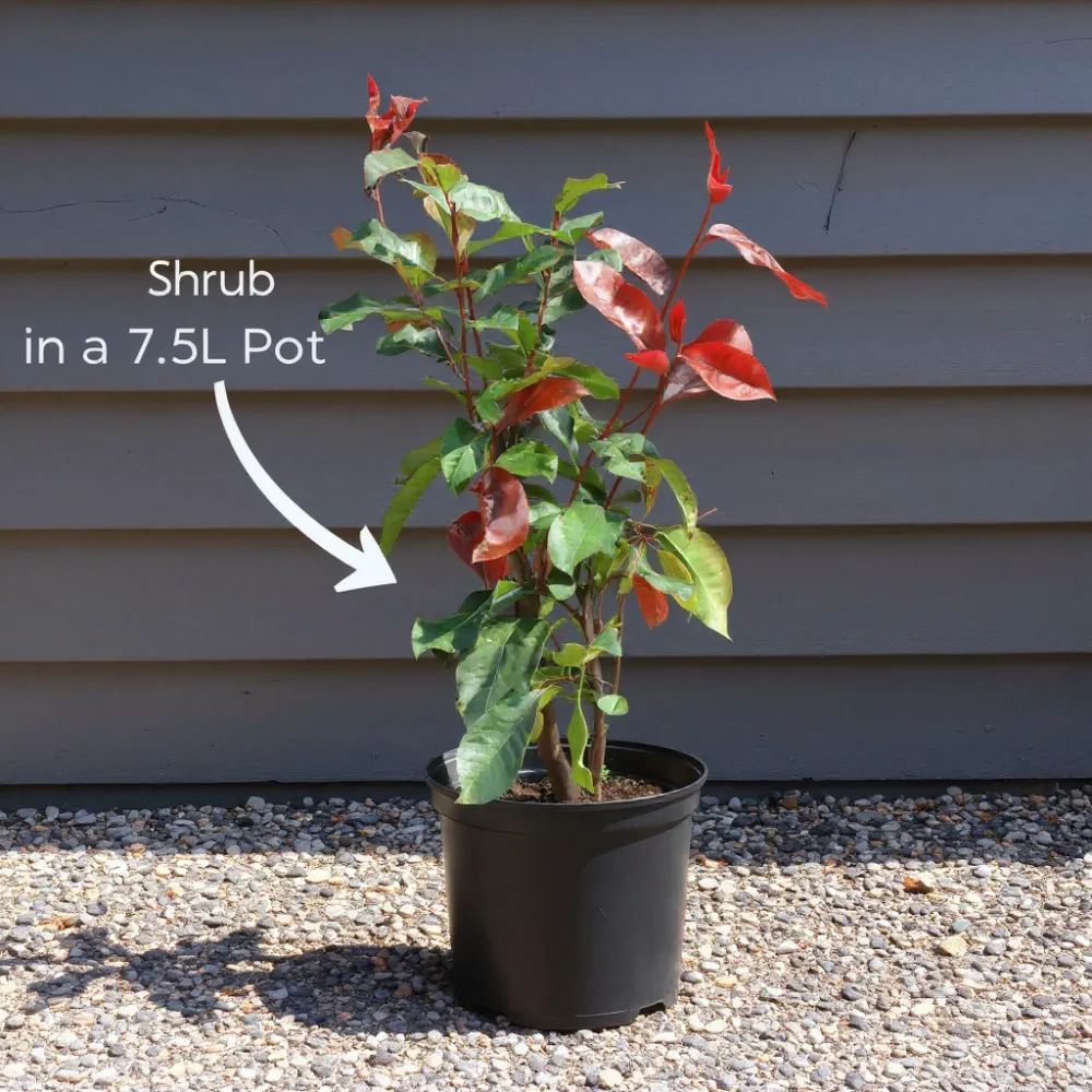 4ft 'Doctor King' Japanese Camellia | 7.5L Pot - Image 3