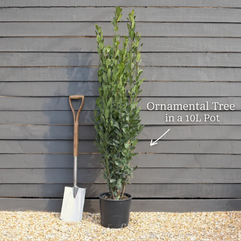 4ft Golden Bells Tree | Forsythia intermedia 'Spectabilis' | 10L Pot | 2 Years Old - Image 4