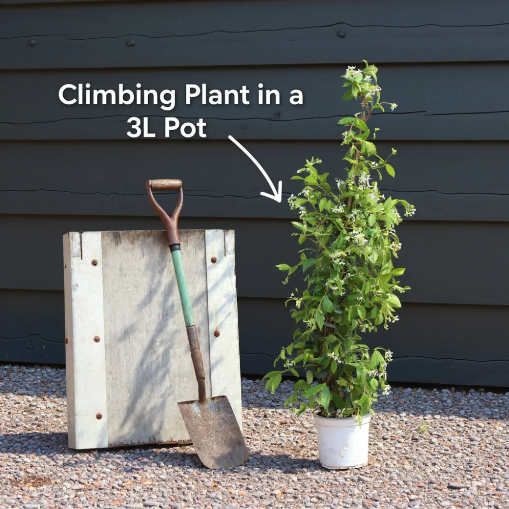 4ft Star Jasmine | Trachelospermum jasminoides | 3L Pot - Image 7