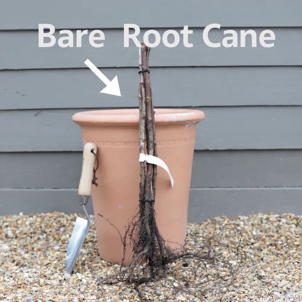 5 'Paris' Raspberry Canes - Image 3