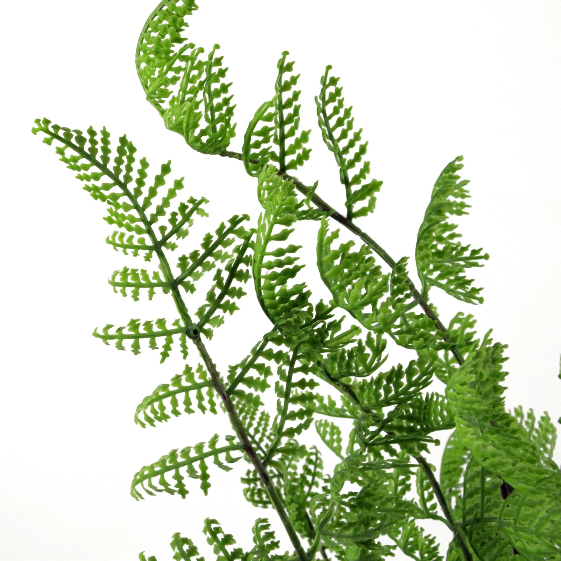 50cm Southern Wood Fern Bush Dark Green Plant - Image 3