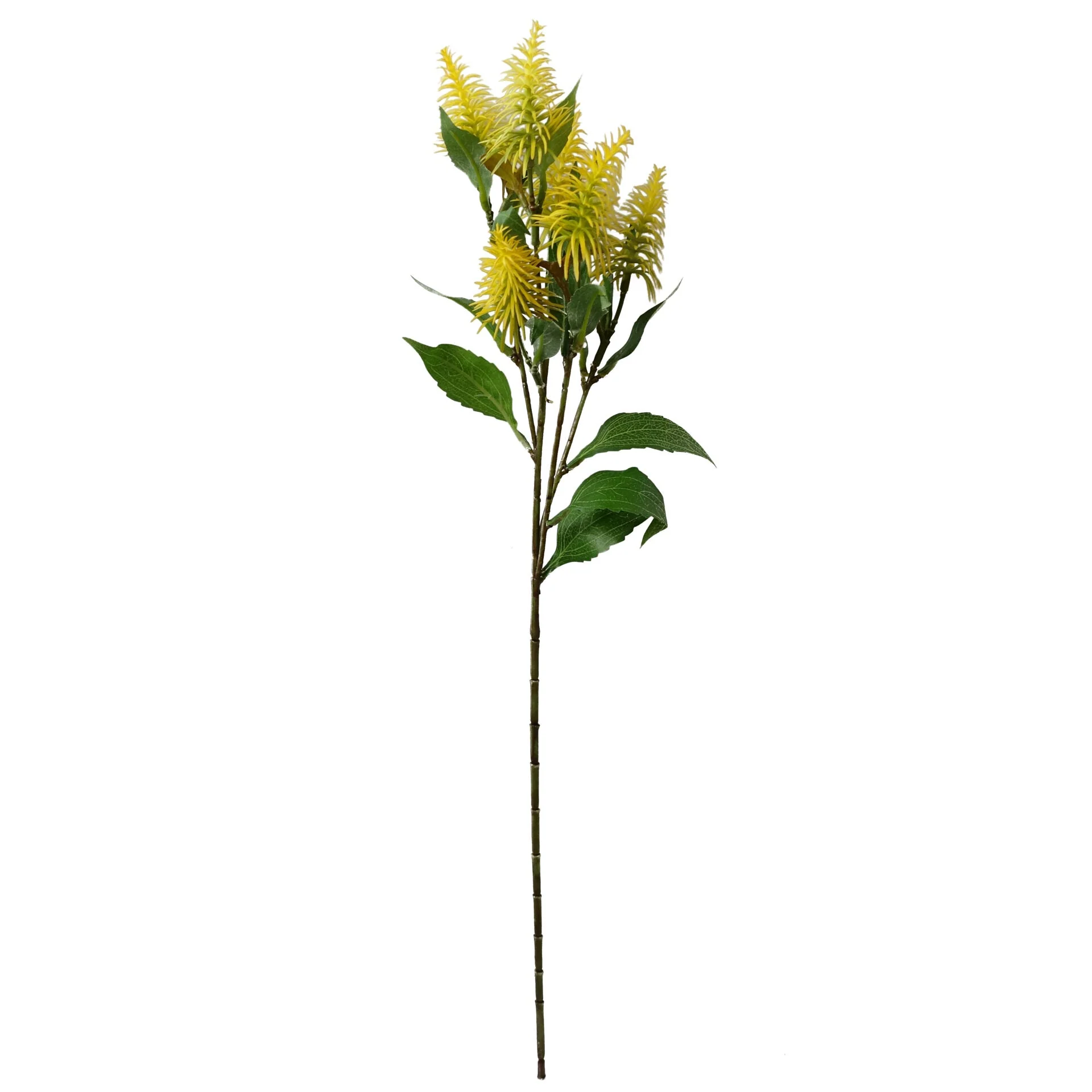 55cm Callistemon Pallidus Yellow Bottle Brush Stem - Image 2