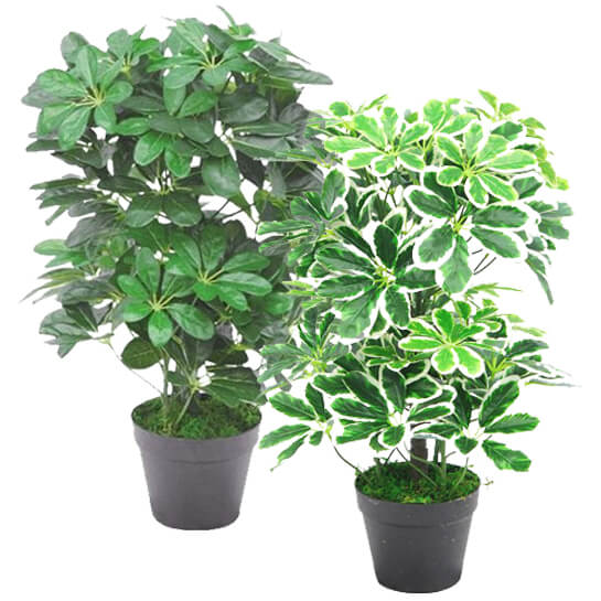 55cm Dark Green Artificial Schefflera Arboricola Plant - Image 4