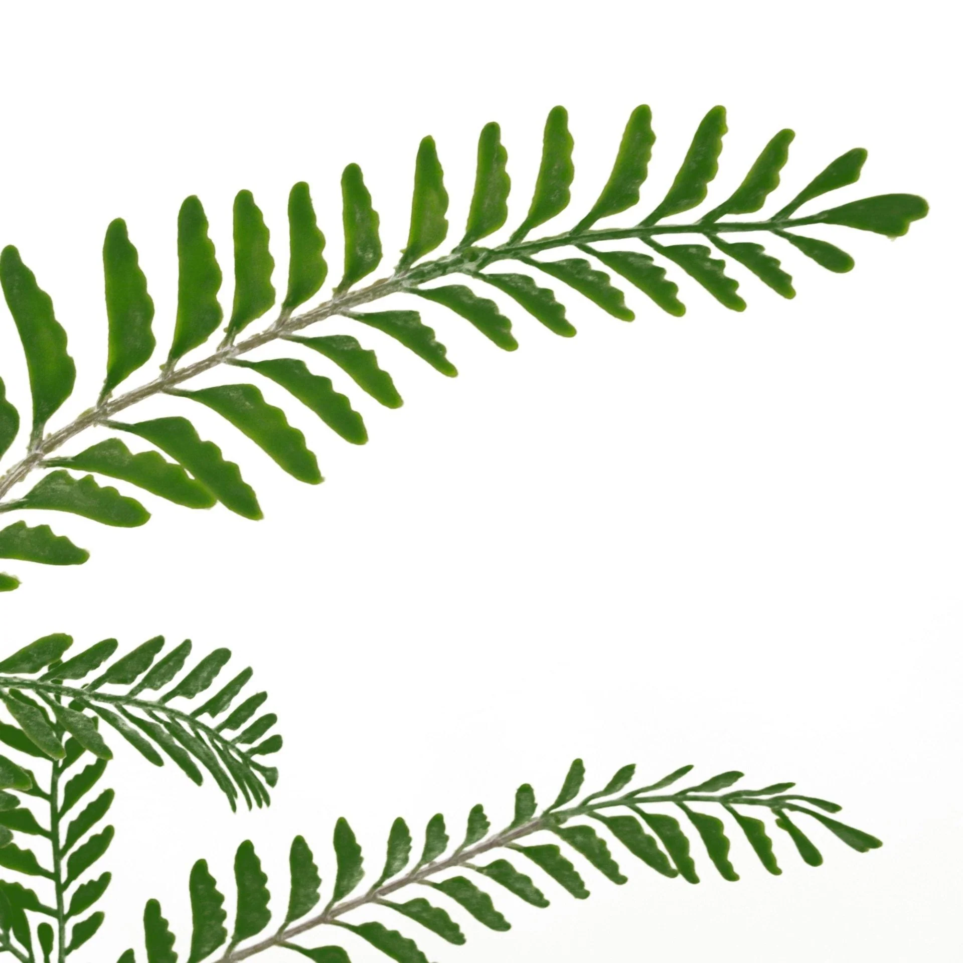 55cm Himilayan Maidenhair Fern Bush Dark Green Plant - Image 2